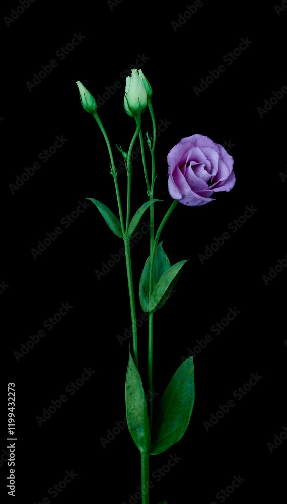 rose flower growing on black background rose flower growing on black background