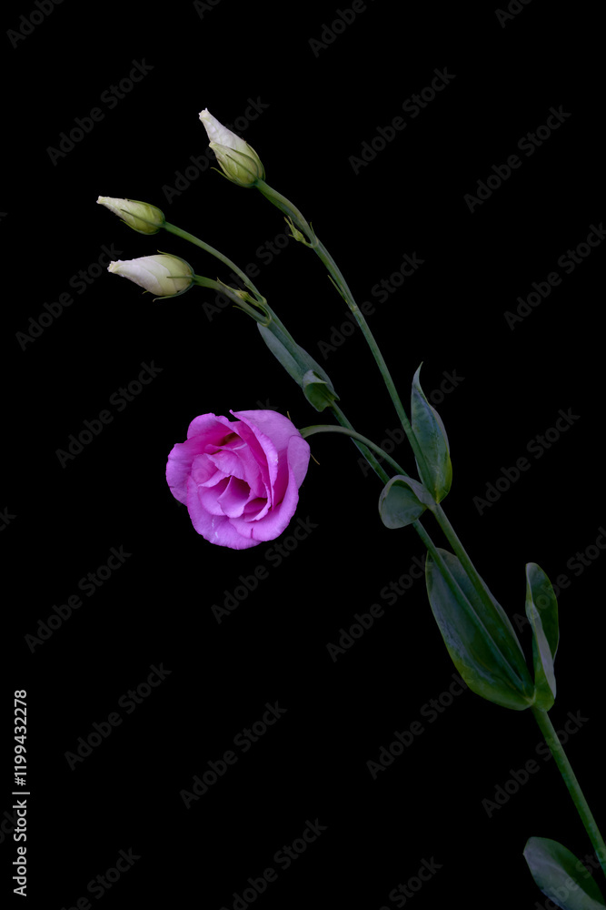 rose flower growing on black background rose flower growing on black background