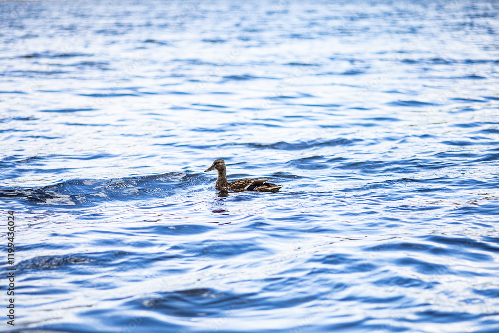Naklejka premium duck on the water
