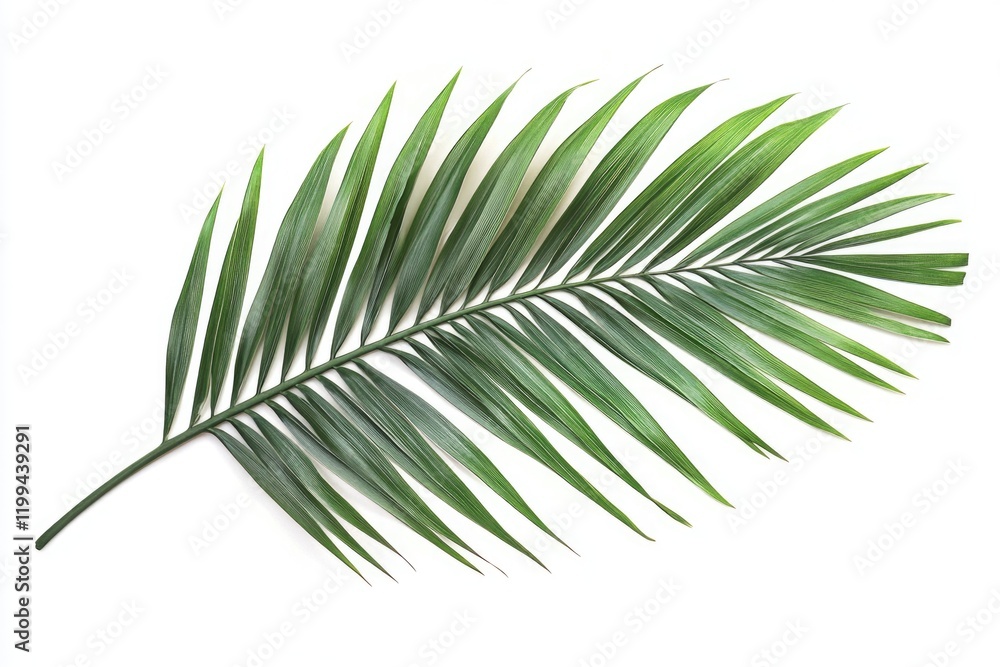 This image features a single, large palm leaf against a blurred background. The leaf is green and has natural variations in texture that give it depth. This image features a single, large palm leaf against a blurred background. The leaf is green and has natural variations in texture that give it depth.