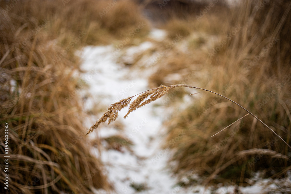 Fototapeta premium ears of grass