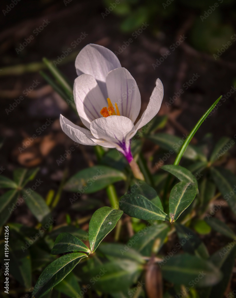 Blooming white crocus in the sun light in the garden. Blooming white crocus in the sun light in the garden.