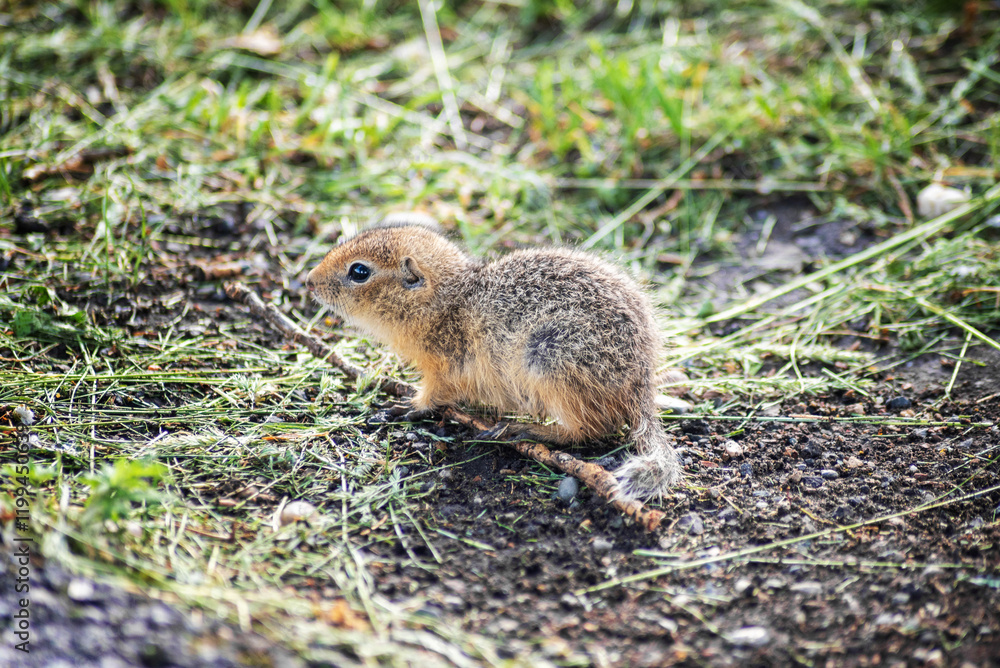 Cute baby gopher is big. Selective focus Cute baby gopher is big. Selective focus