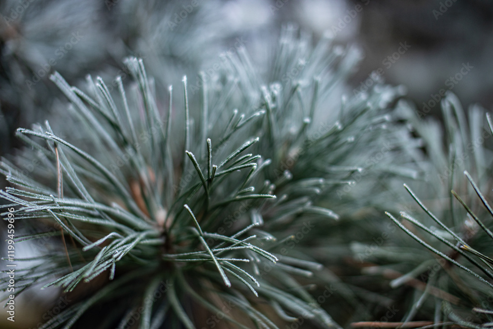 frost on needles frost on needles