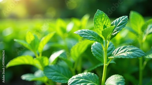 Fresh Sorrel Leaves in Garden - Vibrant Greens