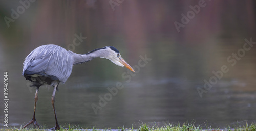 Close up of a Grey Heron on waters edge looking for prey  with soft diffused background photo