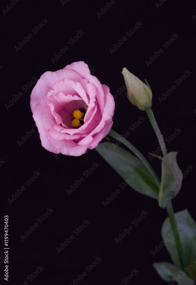 rose flower growing on black background rose flower growing on black background