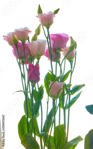 Wallpaper Mural eustoma flower growing on white background Torontodigital.ca