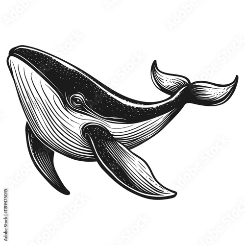 Whale art illustration drawing vector