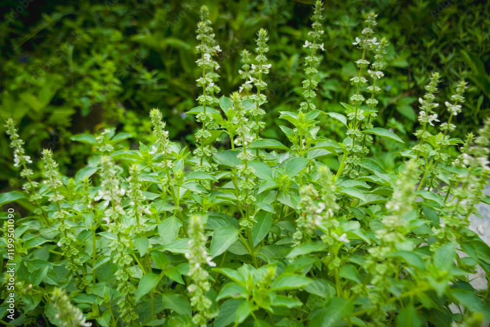 Basil tree or Ocimum sanctum as a herbal plant Basil tree or Ocimum sanctum as a herbal plant