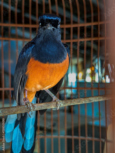 The close look of the stone magpie in a cage with the back and black wings and the oren's lower. Tamplan near the magpie stone on the cage. photo