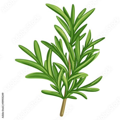 Culinary rosemary herbs leaf leaves illustration herbal vector