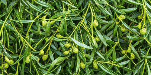 Mistletoe Cactus (Rhipsalis baccifera) photo