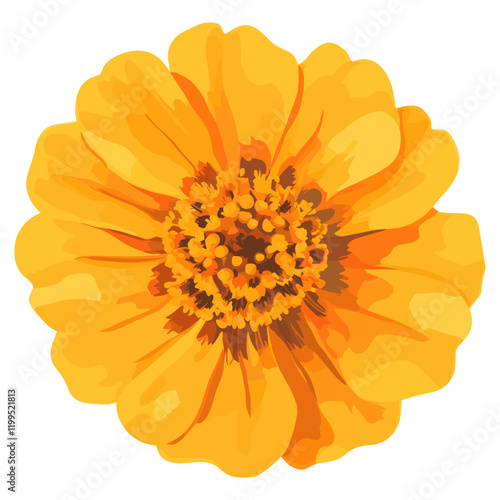 Real flower illustration petals asteraceae vector