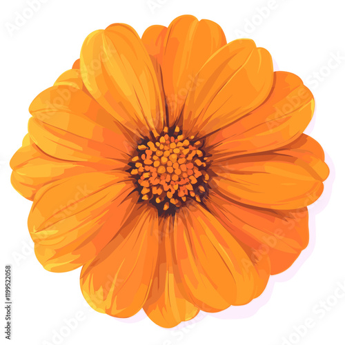 Real flower illustration petals asteraceae vector