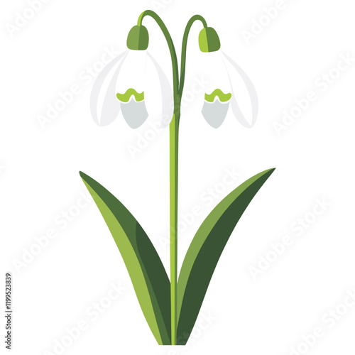 Snowdrop flower illustration snowdrop vector