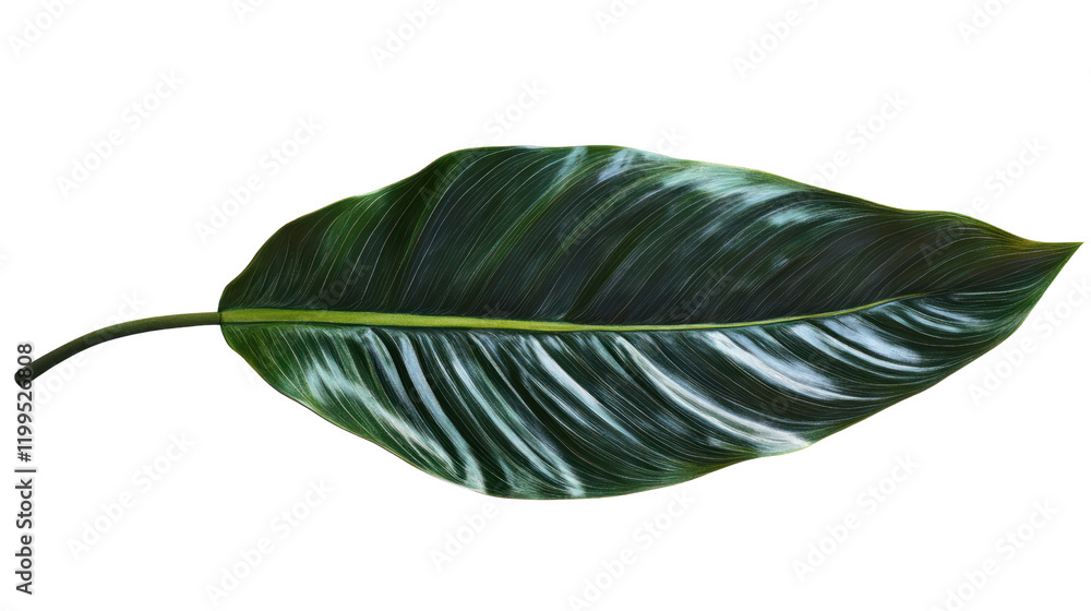 Single lush green leaf with intricate textures, isolated on white background, perfect for nature-themed designs or botanical studies. Single lush green leaf with intricate textures, isolated on white background, perfect for nature-themed designs or botanical studies.