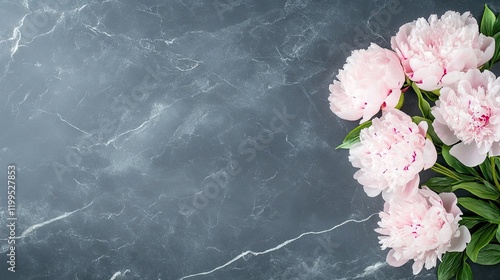 Fototapeta Naklejka Na Ścianę i Meble -  Delicate pink peonies offer a stunning view on a soft gray backdrop, perfect for Valentine's Day greetings or artistic designs