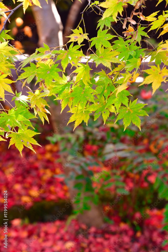 紅葉イメージ 紅葉イメージ