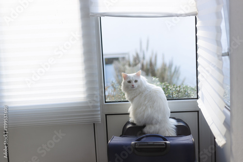 Turkish angora white cat with green eyes is sitting on a suitcase, looking out of a window. photo