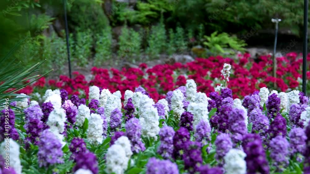 Close-up, slow motion video of sunny blooming purple violet lupine flowers. Close-up, slow motion video of sunny blooming purple violet lupine flowers.