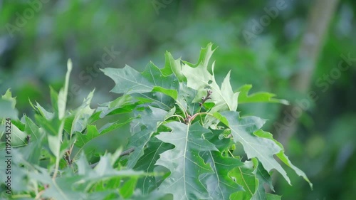 Young oak leaves in spring breeze, Quercus palustris in spring park. Fresh green foliage, natural texture. Ideal for spring designs, backgrounds, and nature themes photo