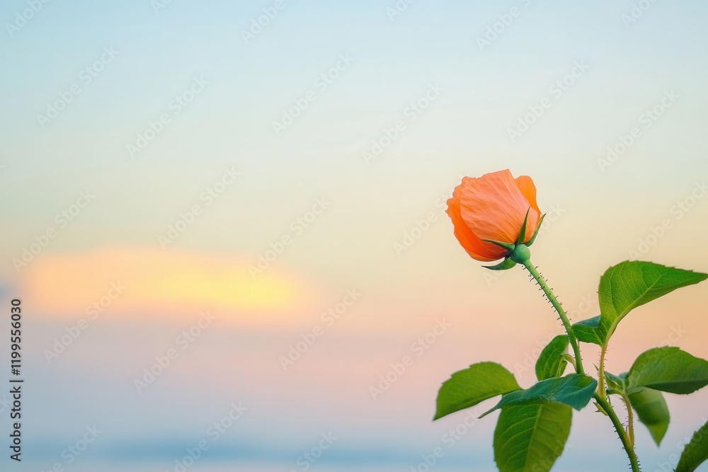 Glowing Sunset Sky Background with a Single Orange Rose Flower Blooming in the Gentle Light of Dusk, Perfect for Nature and Floral Themes Glowing Sunset Sky Background with a Single Orange Rose Flower Blooming in the Gentle Light of Dusk, Perfect for Nature and Floral Themes