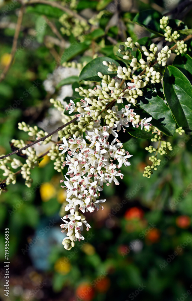 White flowers bouquet (Ligustrum sinense) on garden in Teresopolis, Rio de Janeiro, Brazil