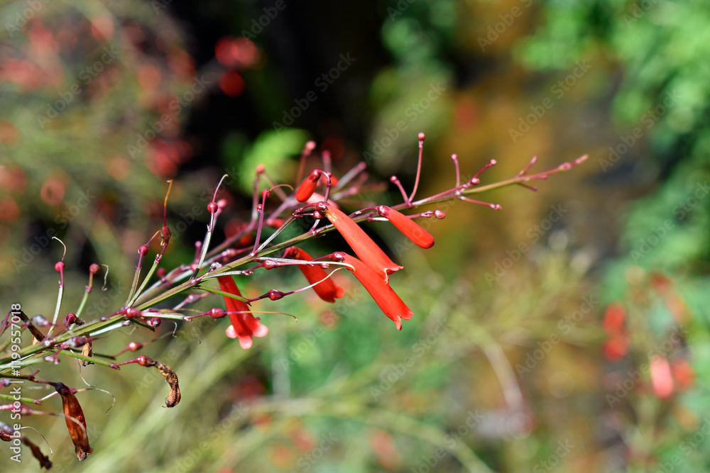 Fountainbush or Firecracker plant flowers (Russelia equisetiformis), Teresopolis, Rio de Janeiro, Brazil
