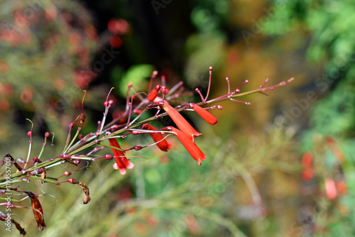 Obraz na płótnie Fountainbush or Firecracker plant flowers (Russelia equisetiformis), Teresopolis, Rio de Janeiro, Brazil w salonie