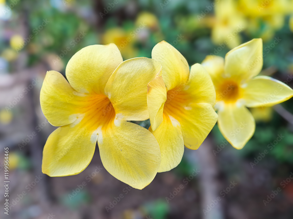 The blooming yellow trumpet flower is soothing to the eyes The blooming yellow trumpet flower is soothing to the eyes