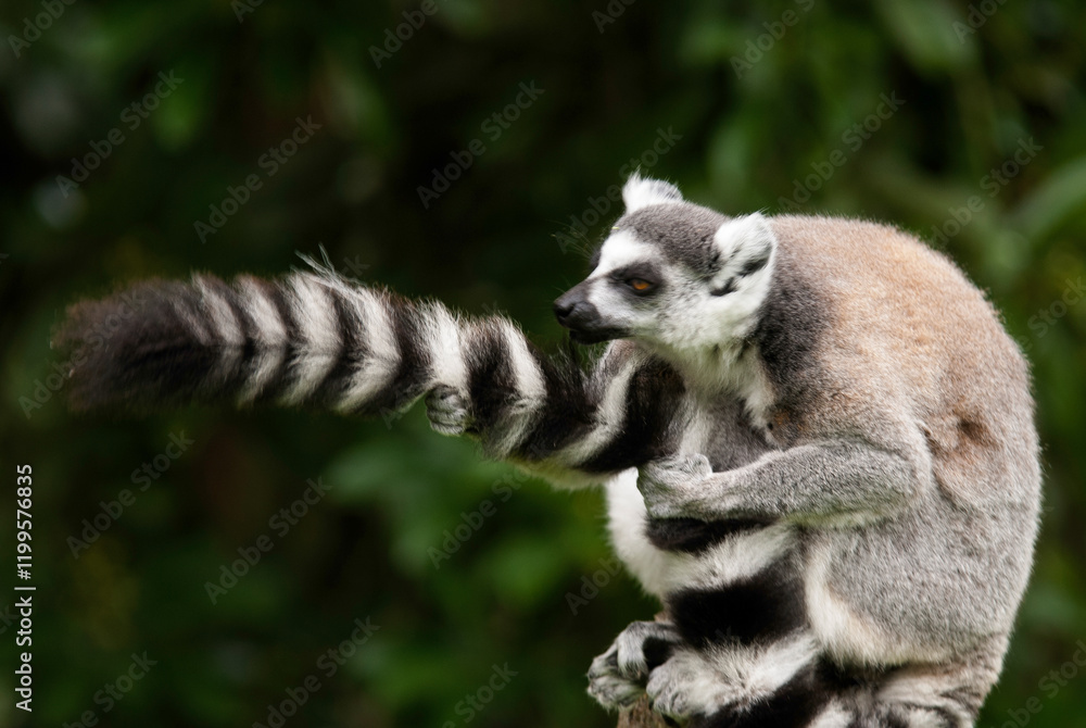Fototapeta premium Lémurien, Lémur catta, Lemur catta, Madagascar