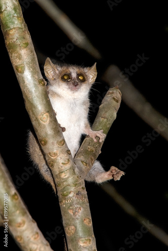 Microcèbe du Bongolava, Lémurien, Microcebus bongolavensis, Madagascar photo