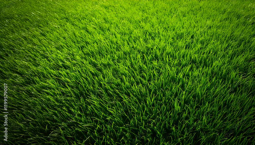 Obraz premium A close-up macro shot of a grass pattern, showcasing the intricate details of individual blades. The vibrant green color and fine texture of the grass are highlighted, capturing the natural arrangemen