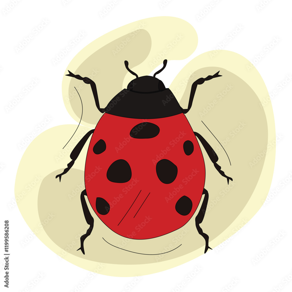 Obraz premium Ladybug or ladybird vector graphic.beetle