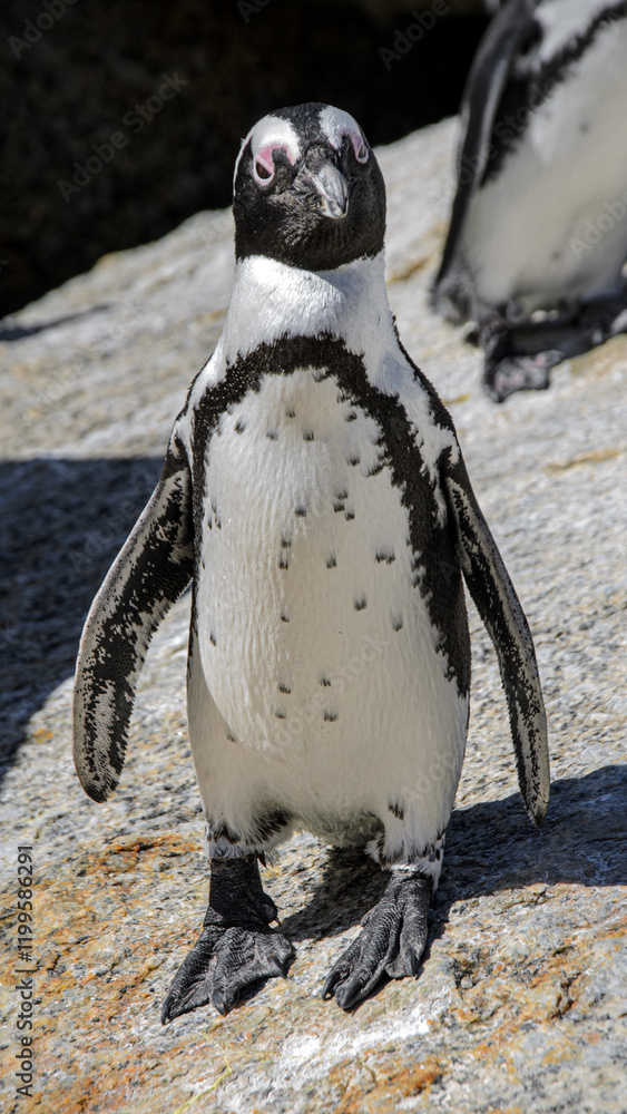 Naklejka premium little penguin on a rock