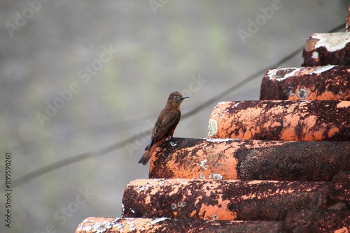 ave - gibão de couro - Hirundinea ferruginea photo