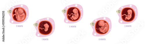 Human Embryo Month Development Stages Medical Infographic Element Vector Set