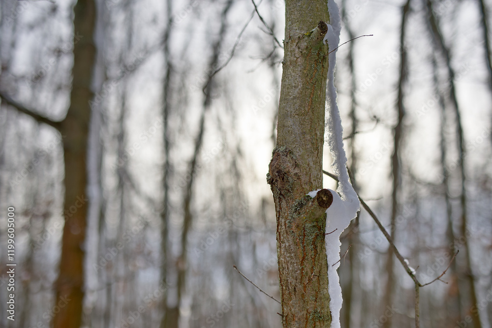 Obraz premium Schnee Landschaft skurril Schnee Figur auf Baum Wald und Wiese Gräser Acker Blätter Äste Closeup Im Winter am Tag Erfurter Landschaft Deutschland Thüringen 