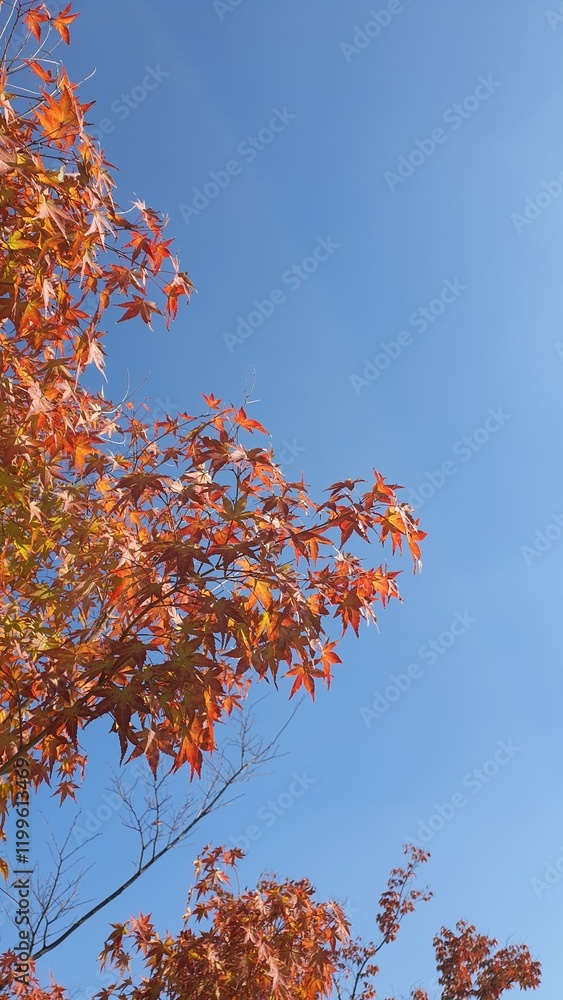Pretty fall foliage. the color is pretty Pretty fall foliage. the color is pretty
