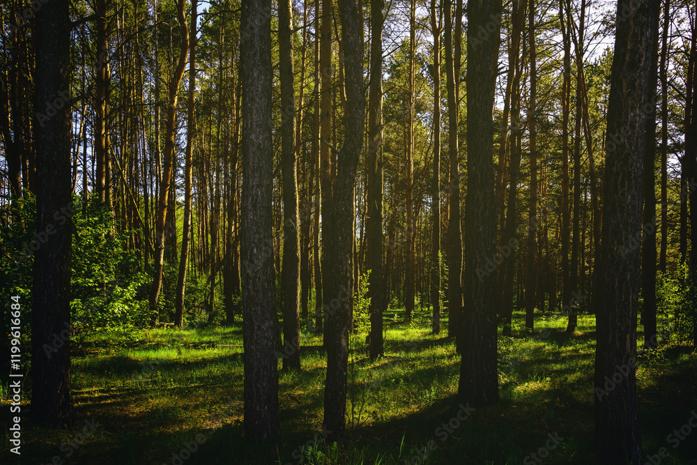 Sunbeams streaming through the pine trees and illuminating the young green foliage on the bushes in the pine forest in spring. Vintage film aesthetic. Sunbeams streaming through the pine trees and illuminating the young green foliage on the bushes in the pine forest in spring. Vintage film aesthetic.
