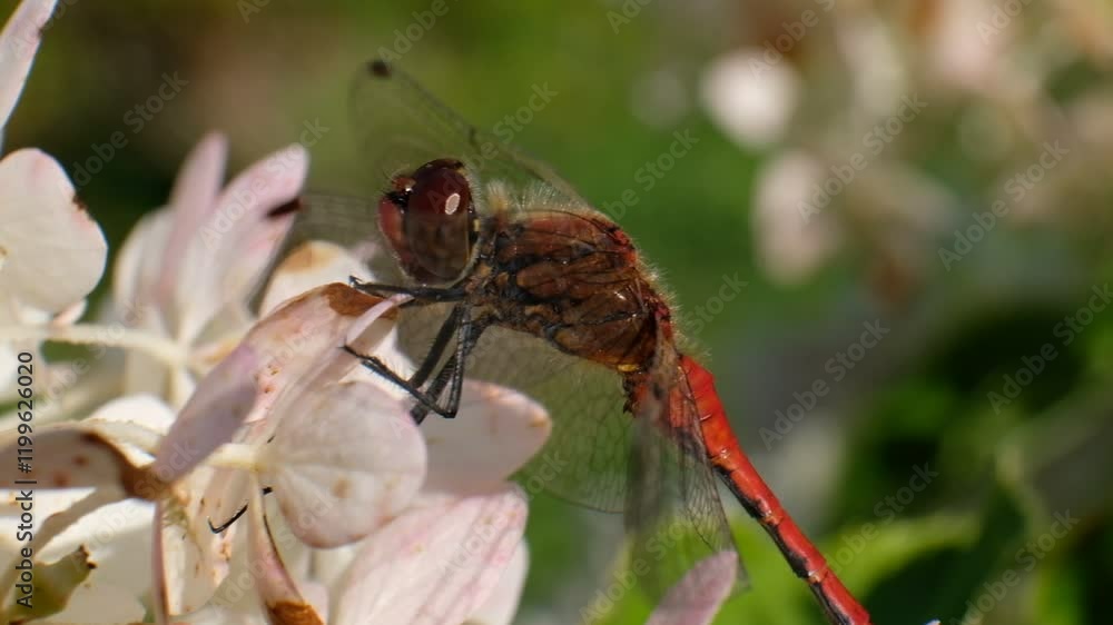 Dragonfly damselfly turning its head on a white pink flower Dragonfly damselfly turning its head on a white pink flower