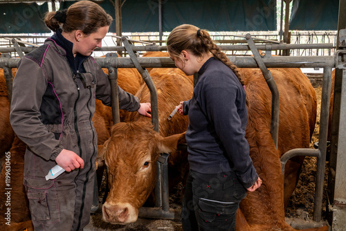 Formation d'une élève stagiaire de lycée agricole par une éleveuse de  vaches limousines. Vaccination contre la FCO avec le vaccin de la marque Bluevac