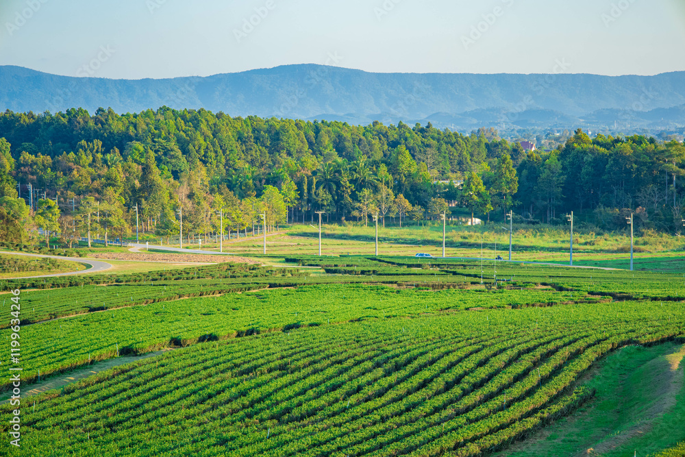 Aerial view of tea plantation on a hill, surrounded by mountains and forest, with a vibrant rural atmosphere, Cameron highlands, Malaysia. Aerial view of tea plantation on a hill, surrounded by mountains and forest, with a vibrant rural atmosphere, Cameron highlands, Malaysia.