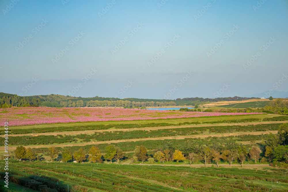 Lush flower yards in different seasons with green fields, pink plants, blue skies, and scenic countryside. Lush flower yards in different seasons with green fields, pink plants, blue skies, and scenic countryside.