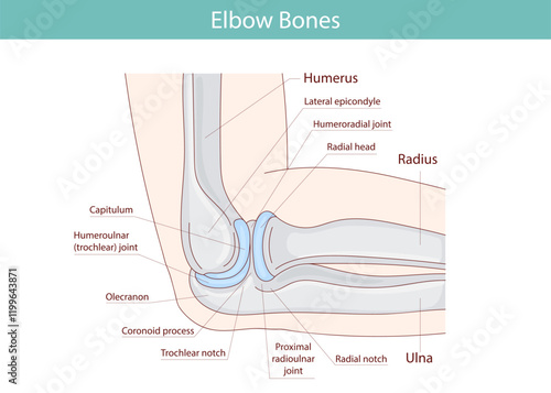 Anatomical illustration of the elbow of the hand. Vector medical illustration.