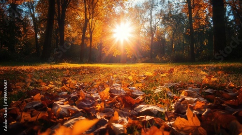 Wallpaper Mural Autumn Sunlight Illuminates Fallen Leaves In A Forest Torontodigital.ca