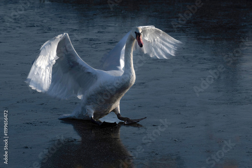 Fototapeta Naklejka Na Ścianę i Meble -  swan on ice