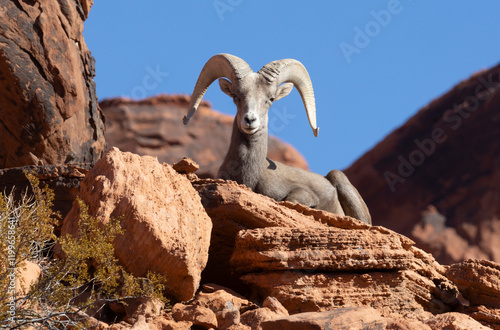 Desert Bighorn Sheep Ram in Nevada in Winter
