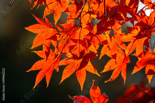 Obraz na płótnie Colourful maple leaves in autumn season color when the leaves change colorful of is in the park, green, yellow, orange and red discoloration. w salonie